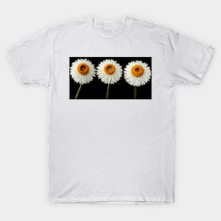 Helichrysum bracteatum  &#39;Nevada White&#39;  Everlasting flower T-Shirt